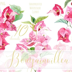 Bougainvillea clipart. Clipart floreale ad acquerello, fiori mediterranei estivi dipinti a mano rosa. Uso commerciale gratuito. Download istantaneo. PNG.
