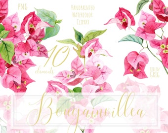 Clipart de buganvílias em aquarela, flores rosa pintadas à mão (PNG, download instantâneo)