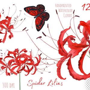 Clipart de lírio-aranha vermelho aquarela, clipart floral, lírio-aranha pintado à mão dos namorados. Uso comercial. Download instantâneo. Arquivos png imprimíveis.