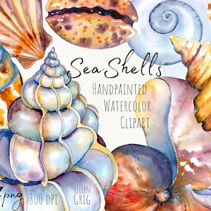 Clipart de conchas marinas de acuarela. Juego de verano pintado a mano. Clipart náutico. Imágenes prediseñadas de conchas marinas. Archivos imprimibles, descarga instantánea.  PNG.