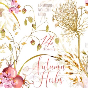 Clipart aux herbes d’automne. Clipart floral à l’aquarelle. Plantes peintes à la main Wild Herbal Meadow Fleurs sauvages. Bouquets de mariage.  Papouasie-Nouvelle-Guinée