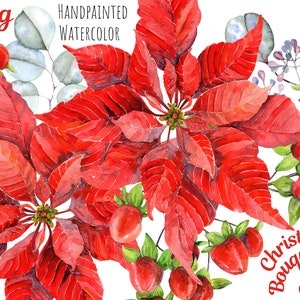 Buquês de Natal, Eucalipto em aquarela, Poinsétia, estrela de Natal, clipart floral. Uso comercial. Download instantâneo. png imprimível.