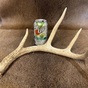 Nice Sized White Tail Deer Antler