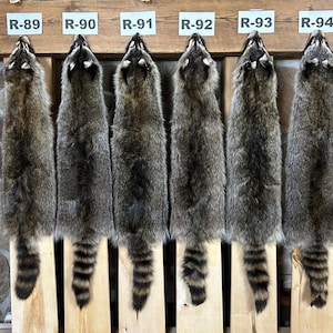 2X Slight Damage Real Raccoon Fur Pelt