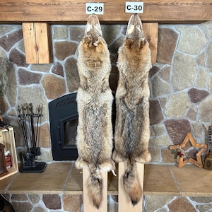 2X SLIGHT DAMAGE Coyote Pelt, Commercial Garment Tanned