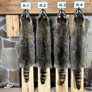 3X Slight Damaged Real Raccoon Fur Pelt, Commercial Garment Tanned
