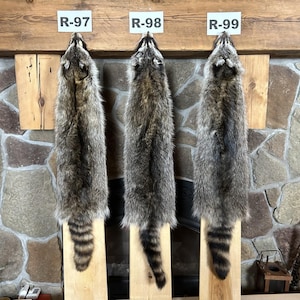 XL SELECT Real Raccoon Pelt/Commercial Tanned/Real Fur/