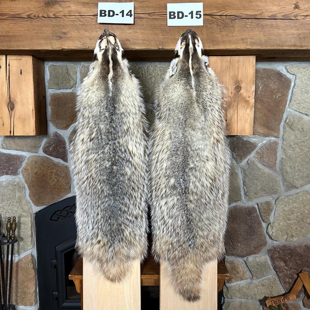 2X SELECT Badger Pelt/commercial Tanned/good Quality/ Heavy Furred - Etsy