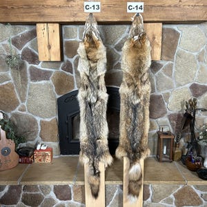 2X Peau de coyote légèrement endommagée, tannage commercial
