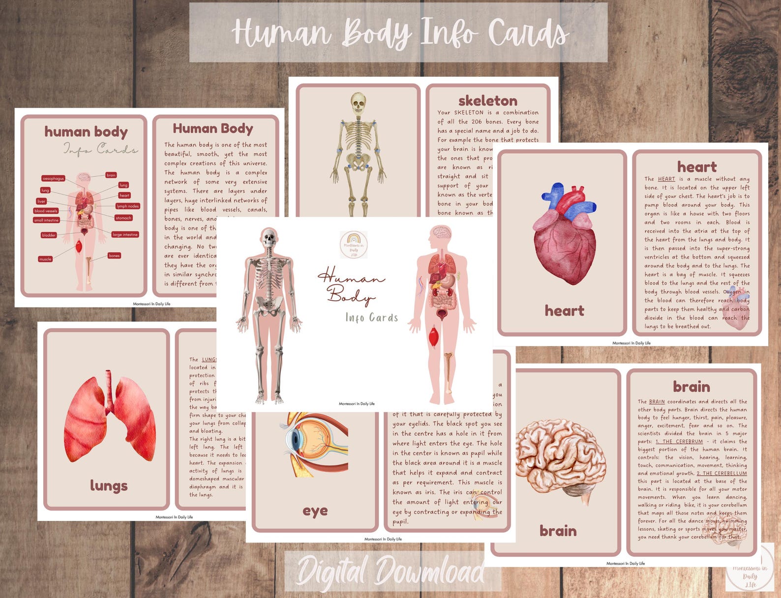 Human Body Unit Study - Etsy
