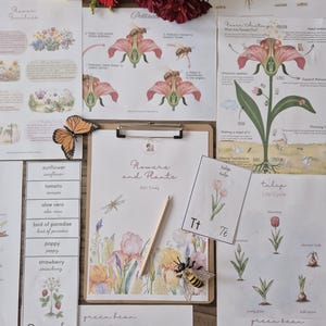 Op de afbeelding: Educatief materiaal over bloemen en planten, waaronder geïllustreerde kaarten, flashcards en een klembord met een potlood. Een decoratieve bij en vlinder zijn ook aanwezig. De illustraties zijn in aquarel stijl.