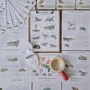 May include: A collection of educational reptile-themed resources, including charts, flashcards, and a magnifying glass. The main chart displays illustrations of reptiles such as the King Cobra and Salt Water Crocodile. Other charts detail reptile evolution.