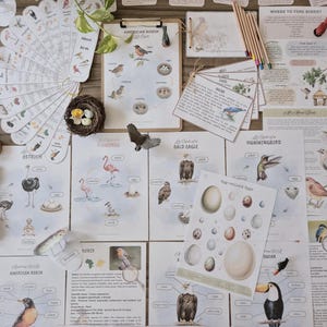 Puede incluir: Una colección de gráficos e ilustraciones educativas sobre aves, que incluyen ciclos de vida, diagramas de huevos y tarjetas de identificación de aves. La exhibición presenta varias especies de aves, nidos y huevos, con un enfoque en la anatomía y los hábitats de las aves.