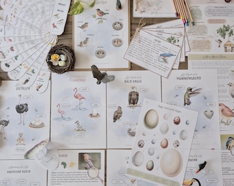 Könnte beinhalten: Eine Sammlung von Lehrtafeln und Illustrationen über Vögel, darunter Lebenszyklen, Eierdiagramme und Vogelidentifikationskarten. Die Darstellung zeigt verschiedene Vogelarten, Nester und Eier, mit einem Fokus auf die Anatomie und Lebensräume der Vögel.