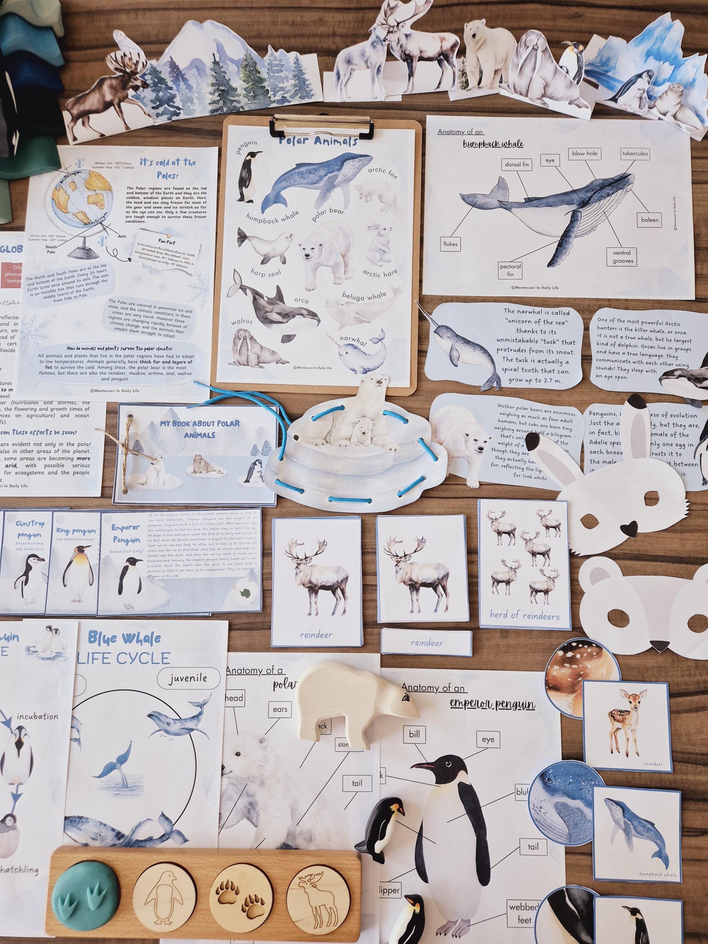 Polar Adventures Unit Study - Arctic and Antarctica Studies - Etsy