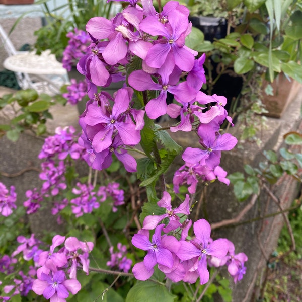 Honesty Purple Flower Seeds also called Lunaria, has lovely silver seed heads in autumn  Slyne Garden Seeds