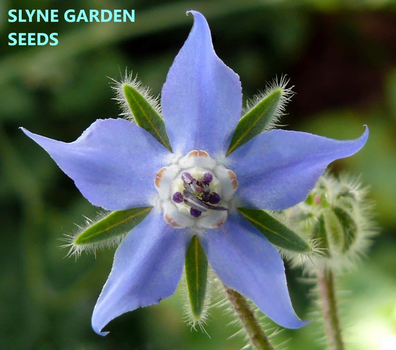 Blue Borage Perennial Wild Flower Seeds - Slyne Garden Seeds - Etsy UK