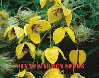Fast Dispatch Yellow Clematis Flower Perennial Seeds Tangutica Bill Mackenzie SLYNE GARDEN