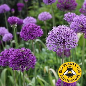 2x Packs Purple Sensation Allium Flower Seeds Allium Hollandicum Drought Tolerant - Great Pollinator -   Slyne Garden Seeds