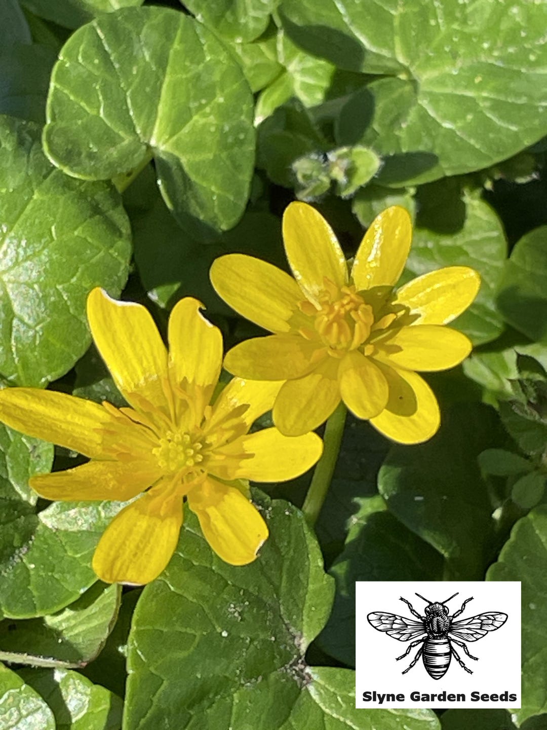 Lesser Celandine Yellow Perennial Wild Flower Seeds. Ficaria Verna