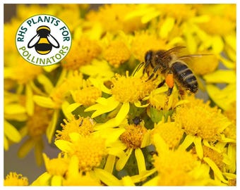 Jacobaea Vulgaris Common Yellow Ragwort wild flower seeds. A useful pollinator for the urban wildflower garden.