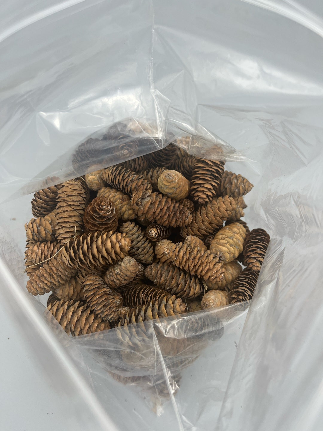 Lot De 75+ Petites Pommes De Pin - Récoltées Sèches Dans L'Ohio (USA) - Pour Créations Manuelles