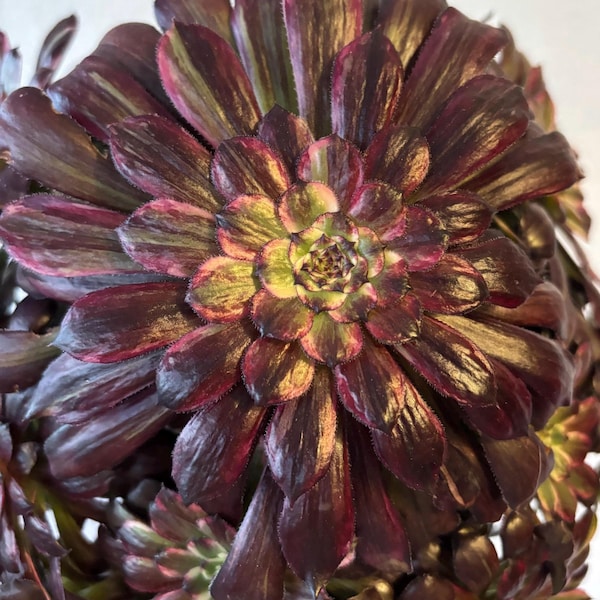 Color Diya Aeonium | New Hybrid | Korean Aeonium | Stem Cutting