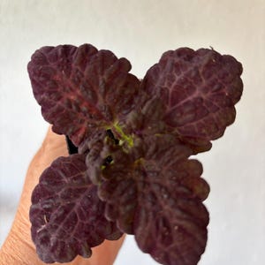 May include: Close-up of a plant with four large, textured leaves. The leaves are a deep burgundy color with prominent veining, and a slightly ruffled edge. The plant is held in a person's hand against a white background.