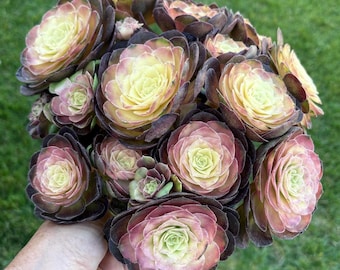 Orange Angel Rainbow Aeonium | Imported Korean Succulent | Cluster & Stem cuttings