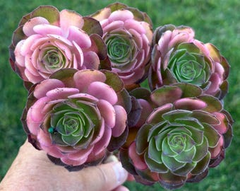 Pink Angel Aeonium | Imported Korean Succulent | Stem Cutting