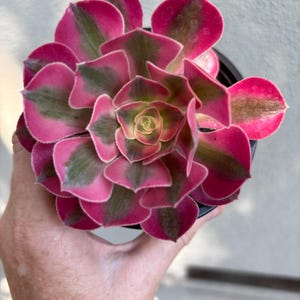 Pink Witch Aeonium - Stem and Crested options