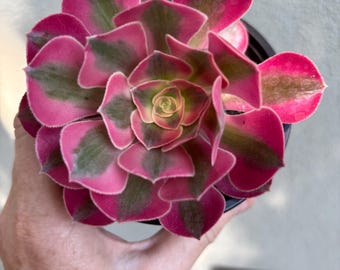 Pink Witch Korean Aeonium