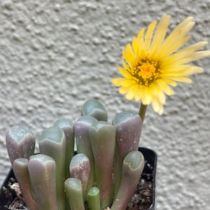 May include: A potted succulent plant with fleshy, finger-like leaves in shades of green and purple. A bright yellow flower with a dark center blooms from a slender stem. The plant is in a black plastic pot.