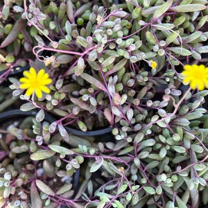 May include: Close-up of a succulent plant with small, oval-shaped green leaves and vibrant purple stems. Several bright yellow flowers are scattered throughout the plant. The plant is in a black pot, ready for planting.