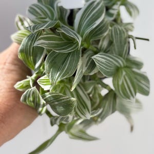 May include: Close-up of a Tradescantia plant with green and white striped leaves. The plant is held in a black pot. The leaves are a vibrant green with white stripes, creating a striking contrast. The plant is a popular houseplant.