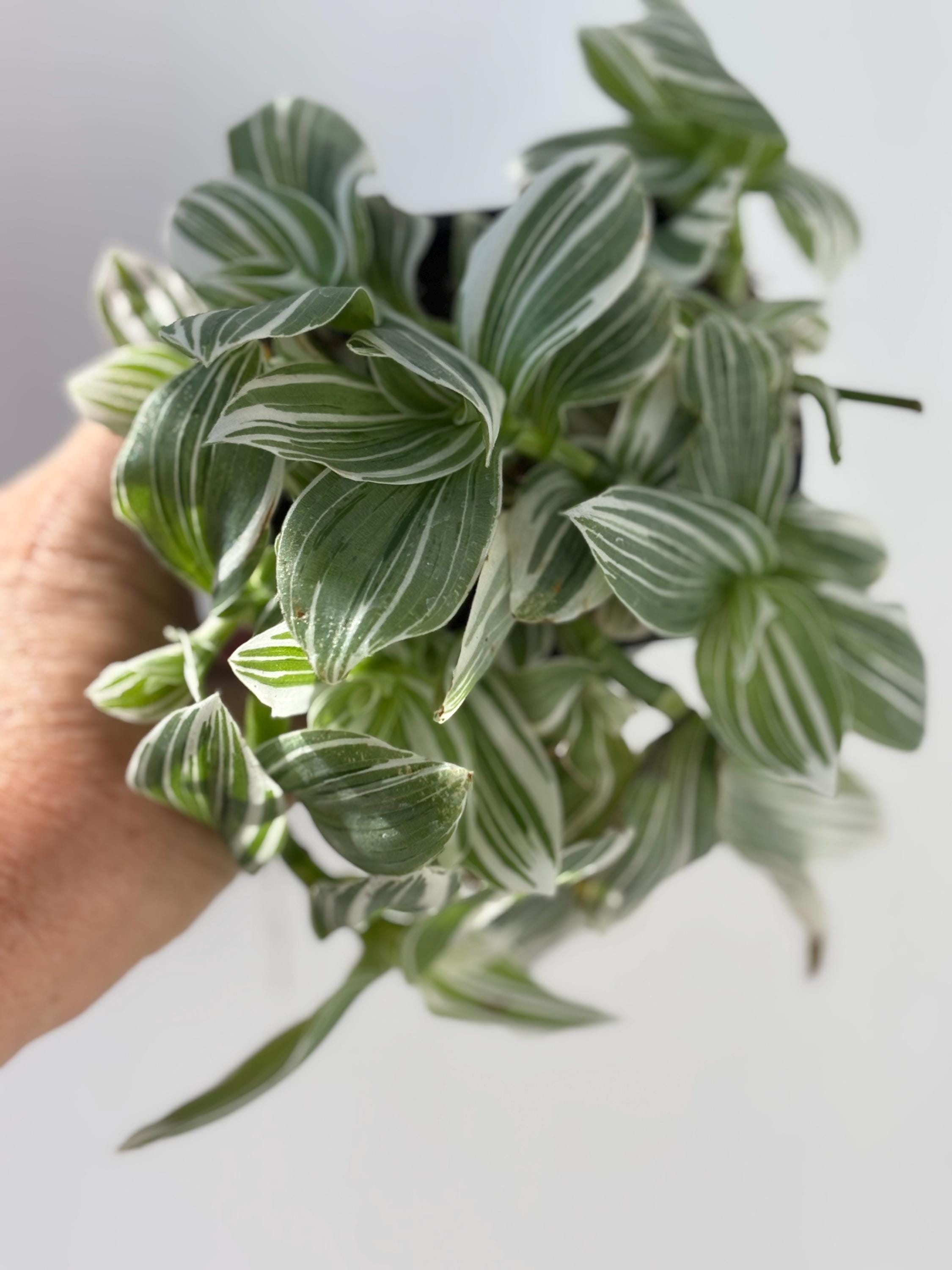 Pistachio Tradescantia | Growers Pot | Rooted Stems | Cuttings - Etsy