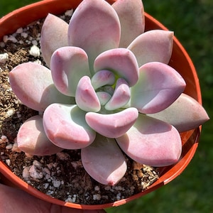 May include: A close-up of a succulent plant in a small, round, terracotta-colored pot. The succulent has thick, fleshy leaves that are a soft pink color with a hint of green at the base. The plant is surrounded by soil and small white pebbles.