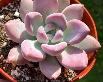 Graptoveria 'opalina' F. Variegata - 3.5" Pot - Etsy