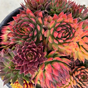 May include: A set of three ceramic mugs with a speckled, matte finish. The mugs are in shades of cream, light gray, and dark gray. Each mug has a simple, minimalist design, perfect for coffee or tea.