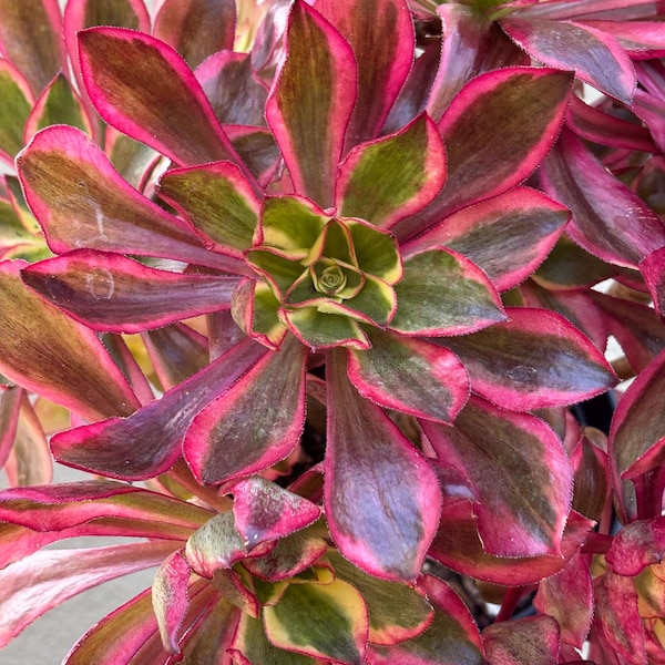 Phantom Aeonium | Imported Korean Succulent | Stem Cuttings