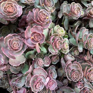 May include: Close-up of a cluster of succulent plants with rose-like formations. The leaves are a mix of dusty rose and green, with a layered, textured appearance. The plant has a natural, organic aesthetic.