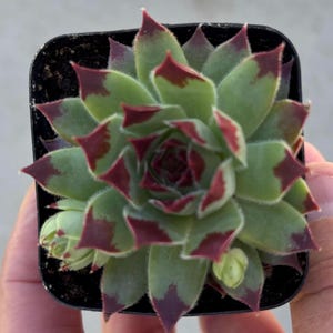 May include: A green succulent plant with red-tipped leaves in a square black pot. The plant has a rosette shape with tightly packed leaves. The tips of the leaves are a deep red color, contrasting with the green. The plant is a small, potted succulent.