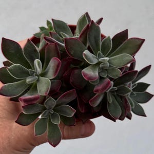 May include: A close-up of a succulent plant with green leaves edged in deep red. The plant is in a small, brown pot and held by a hand. The leaves have a velvety texture and form a rosette shape.