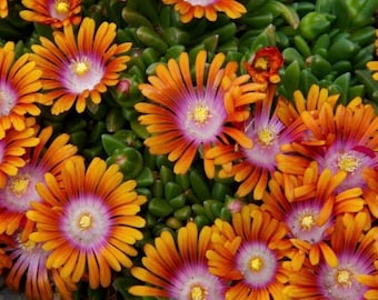 Fire Spinner Delosperma Ice Plant | Ground Cover | Two 2” Starter Plants