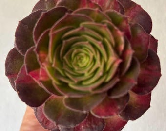 Sea Wave Rainbow Aeonium | Stem cuttings