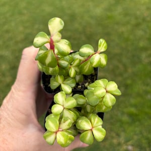 May include: A close-up of a small potted succulent plant with green and cream-colored leaves. The leaves are shaped like clovers and have red stems. The plant is held in a person's hand against a blurred green background.