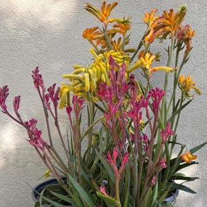 May include: A vibrant arrangement of Kangaroo Paw flowers in a dark pot. The flowers display a range of colors, including bright yellow, orange, and deep magenta. The long, slender stems and unique shape of the blooms create a striking visual display.