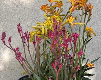 Kangaroo Paws | Anigozanthos Succulent | Grown in 6” Pot | Yellow - Pink - Orange