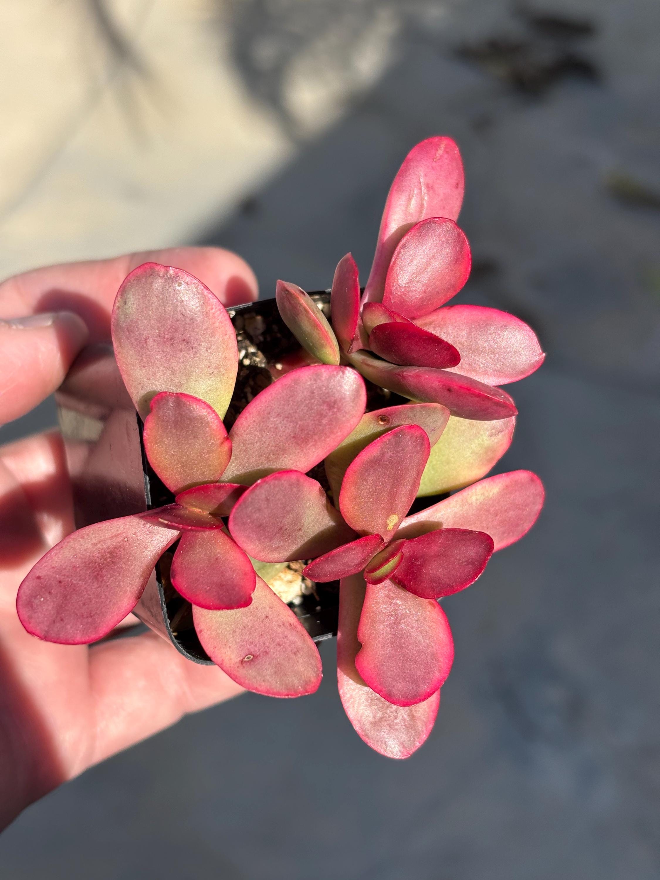 Pink Jade Plant | Crassula Platyphylla Variegata | Money Maker Jade | 2 -  Etsy