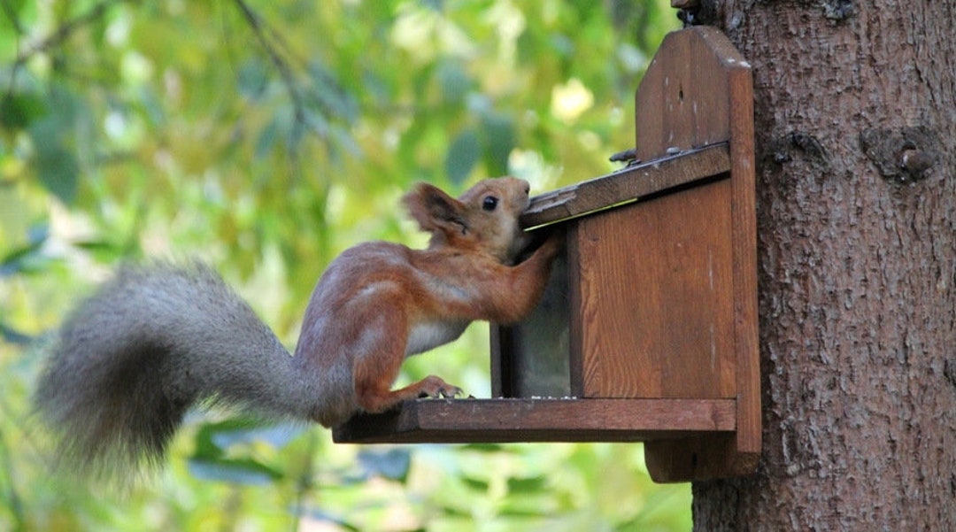 Squirrel Condo/ Nesting Box/ Two Entrances/ Wildlife Rehab Approved